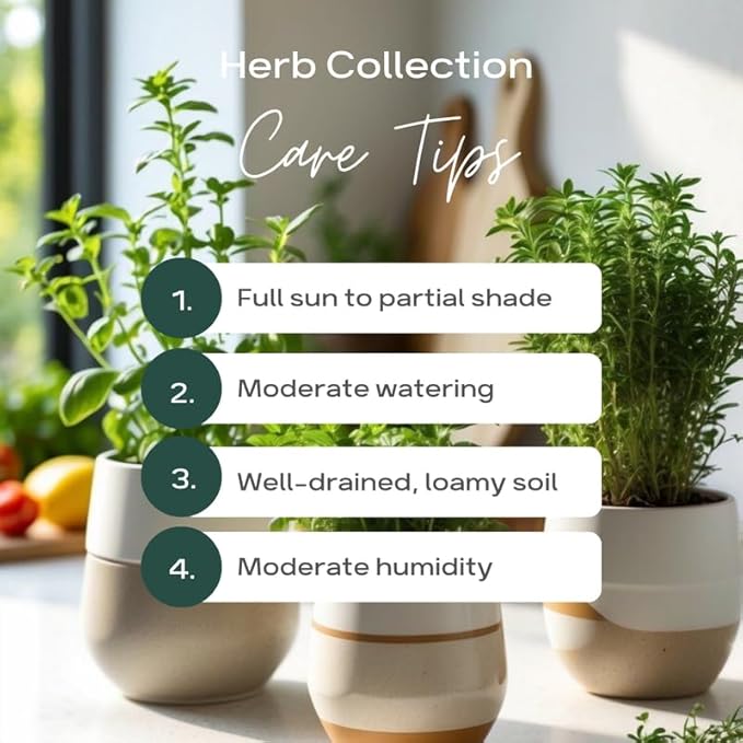 Pack 5 Herb Plants Assortment, Well Rooted Herb Plant Live 4-8'' Tall (Mint, Lemon Balm, Rosemary, Sage and Additional Fresh Herbs), Fragrant Herbs Variety Pack for Outdoor Planting