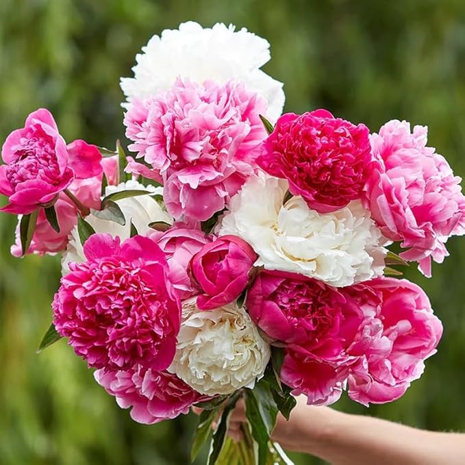Mixed Peony Seeds for Planting - 100 Peony Seeds Non-GMO Heirloom Seeds - Attracts Butterflies Pollinators