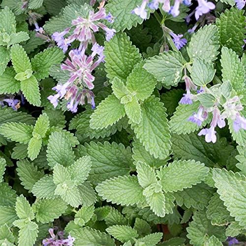 Catnip (25+ Seed Pack) - COOL BEANS N SPROUTS Brand - Non-GMO - Home Gardening
