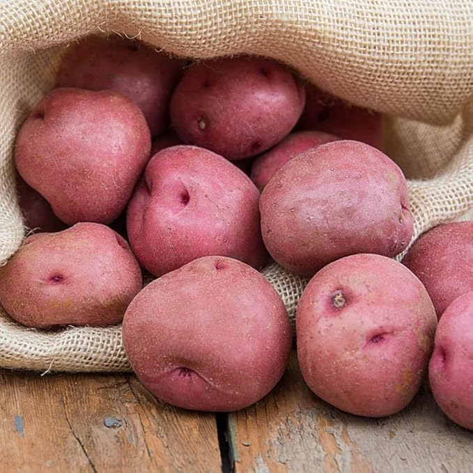 Red Potato Seeds for Planting Outdoors, 60 Seeds True Potato Seeds Easy for Growing from Seeds