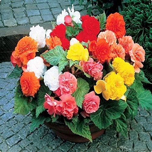Seeds Large Leaf Wax Begonia Mix Annual Beautiful Flowers
