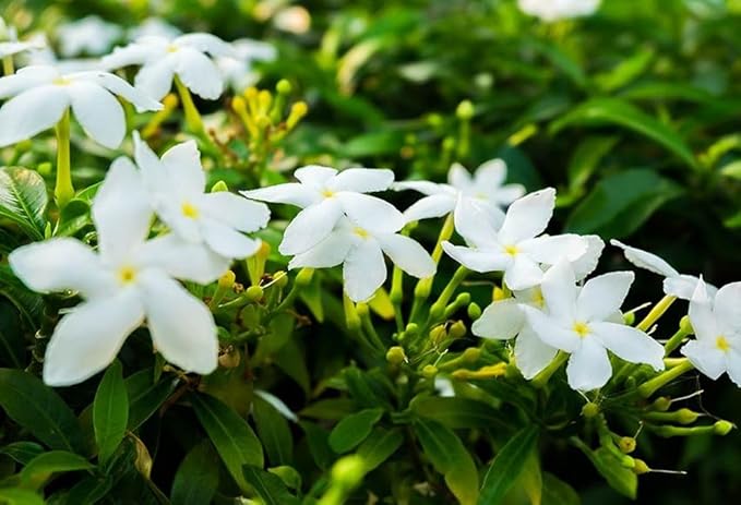 5g pcs Climbing Jasmine Flower Seeds Fragrant Plant for Planting Garden Home Four Seasons Evergreen Silver Jasmine Garden Balcony Climbing Non-GMO