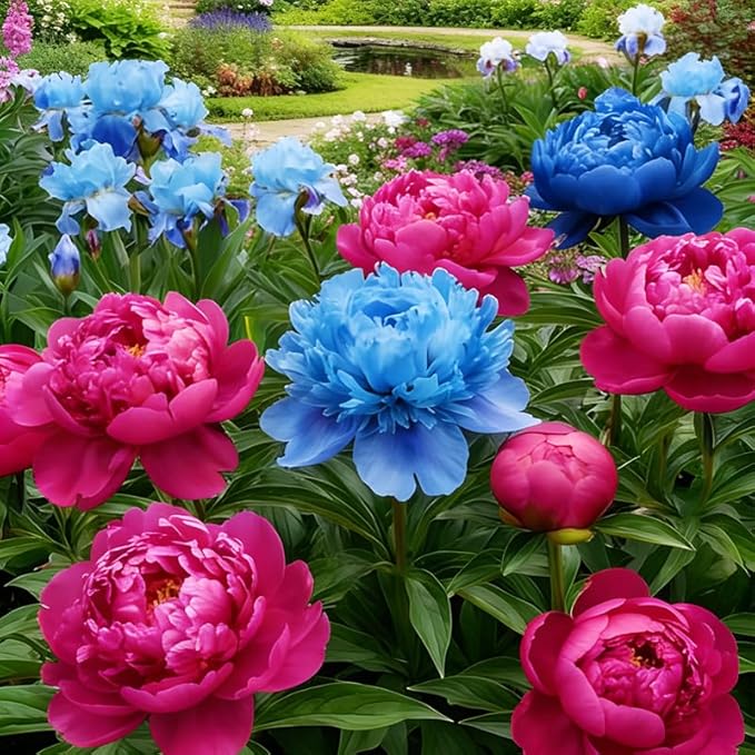 99+ Mixed Colorful Peony Flower Seeds for Planting- Peony Seeds Mixed-Attracts Bees&Butterflies Fragrant Butterfly Non-GMO Heirloom Seeds