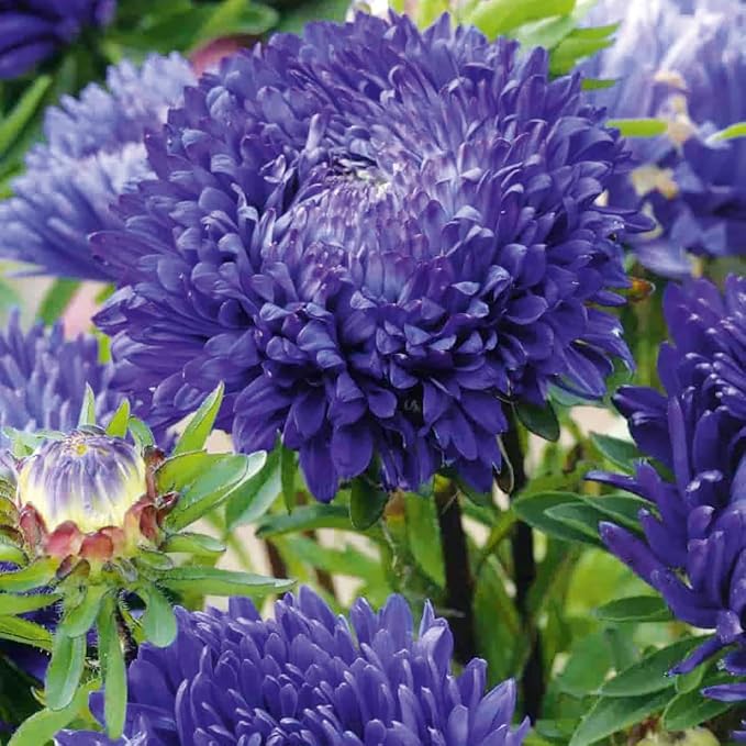 500+ Perennial Mix Aster Flower Seeds for Planting Outdoor-Attracts Bees&Butterflies Non-GMO Heirloom