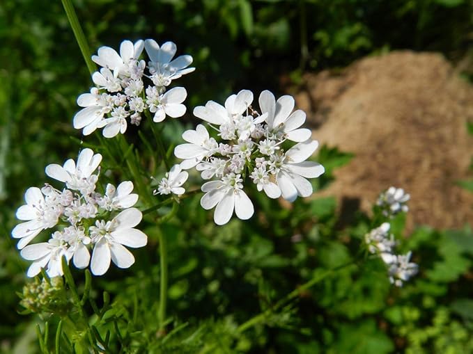 NIKA SEEDS - Seeds Herb Coriander Heirloom - 500 Seeds