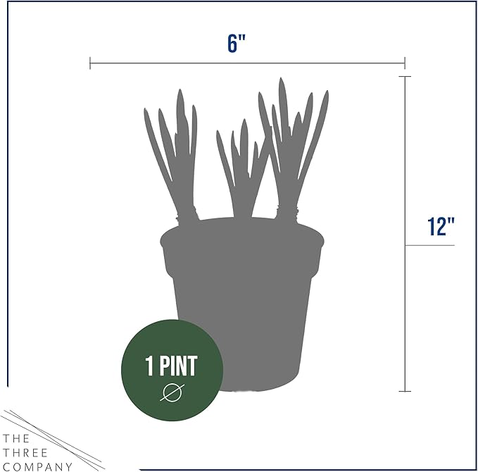 Live Flowering Muscari Grape Hyacinth (4 Per Pack), Beautiful Spring Bulbs, Ships Dormant in 1 Pt Pot, Blooms in 3-5 Weeks