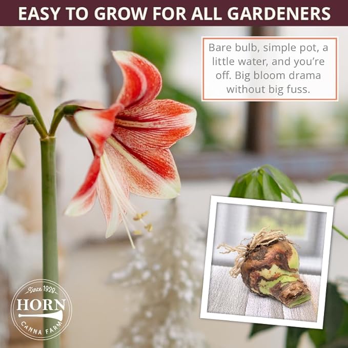 Merengue Spider Amaryllis Bulb by Horn Canna Farm | Exotic Indoor Flower Bulb for Winter Growing | Long Petaled Green Orange Bronze Blooms