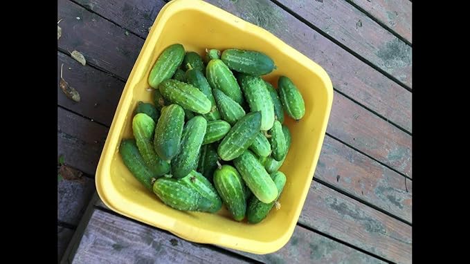 CEMEHA SEEDS - Seeds Cucumber Source F1 Rodnichok Open-Pollinated Pickling Non GMO Vegetable for Planting