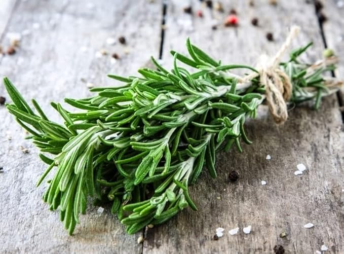 Seeds Rosemary - Heirloom Herb - GMO Free