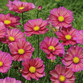 Park Seed Cosmo Flower Plant Seeds, Easy to Grow, Perfect for Spring Garden, Beautifiul Xsenia, Pack of 25