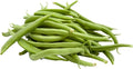 Park Seed Organic Derby Bush Green Bean Seeds – AAS Winner, High Yield 18-Inch Plants, Straight 7-Inch Pods, Disease Resistant, Easy to Harvest and Preserve for Home Gardens – Pack of 100 Seeds