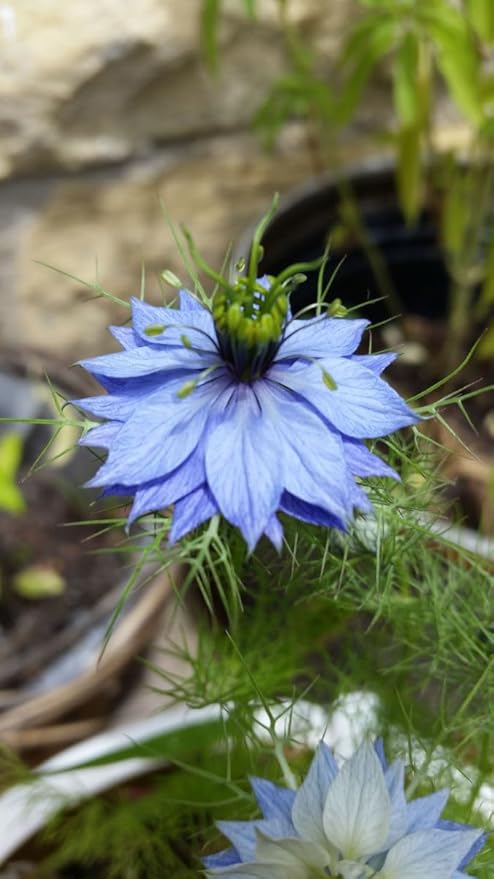 Blue Love in a Mist, Nigella Damascena Flower Seeds, 25 Count, Flower Seeds for Planting