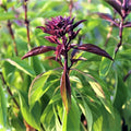 Thai Basil Herb Seeds - 100 Count Seed Pack - Grown not only for Their Culinary uses but Also as an Ornamental Specimen - Country Creek LLC