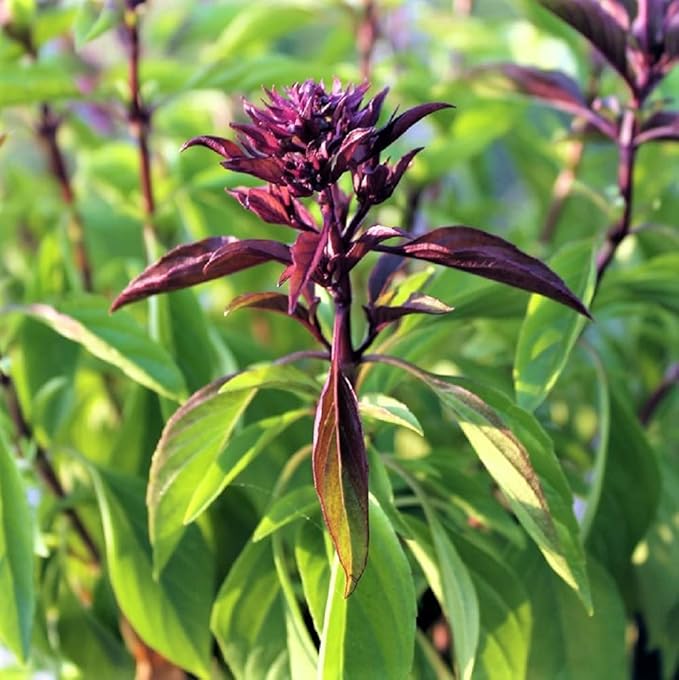 Thai Basil Herb Seeds - 100 Count Seed Pack - Grown not only for Their Culinary uses but Also as an Ornamental Specimen - Country Creek LLC