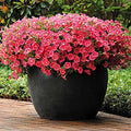 Park Seed Shock Wave Coral Crush Petunia Seeds, Early-Blooming Self-Cleaning Spreading Variety with Vibrant Coral Blooms, Compact and Weather Resistant, Pack of 10
