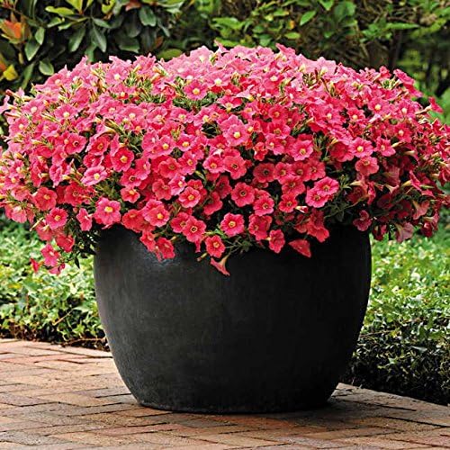 Park Seed Shock Wave Coral Crush Petunia Seeds, Early-Blooming Self-Cleaning Spreading Variety with Vibrant Coral Blooms, Compact and Weather Resistant, Pack of 10