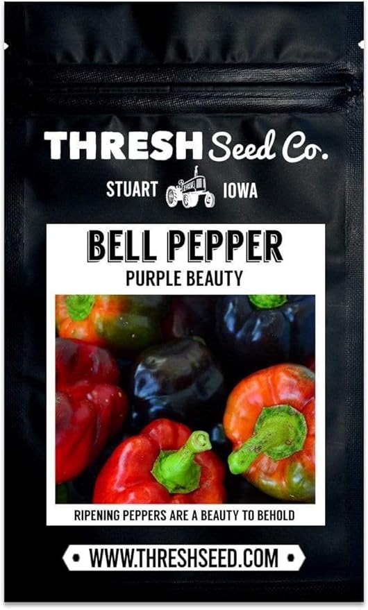 Purple Beauty Bell Pepper - 25 Seeds - Heirloom & Open-Pollinated Variety, Non-GMO Vegetable Seeds for Planting in The Home Garden, Thresh Seed Company