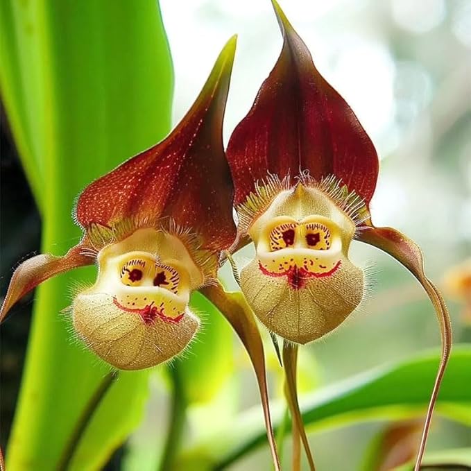 210+ Perennial Monkey Orchid Flower Seeds for Planting-Non-GMO Heirloom Plant Seeds Garden Outdoor