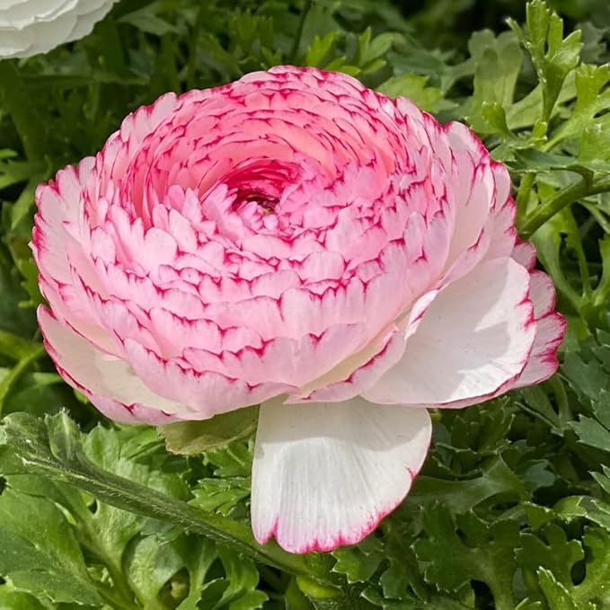 Pack 25 Ranunculus Bulbs for Planting, Picotee Pink Ranunculus Corms, Butterfly Ranunculus Flowers Bulbs to Grow, Peony Buttercup Ranunculus