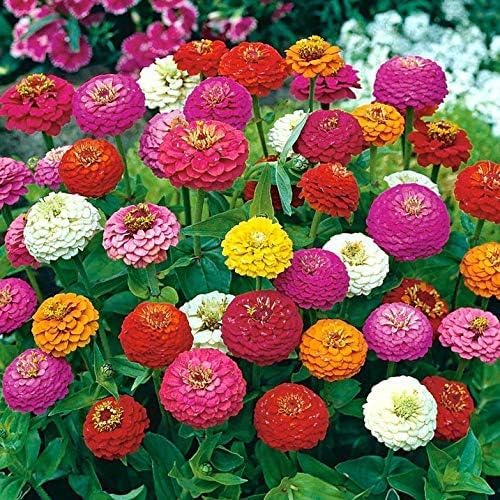 1000+ Crazy Blend Zinnia Seeds for Planting, Heat & Drought Tolerant, Zinnia Elegans Lilliput Seeds, Garden Cut Flower Mix, Non GMO, Untreated Mixed Color Zinnia Flowers