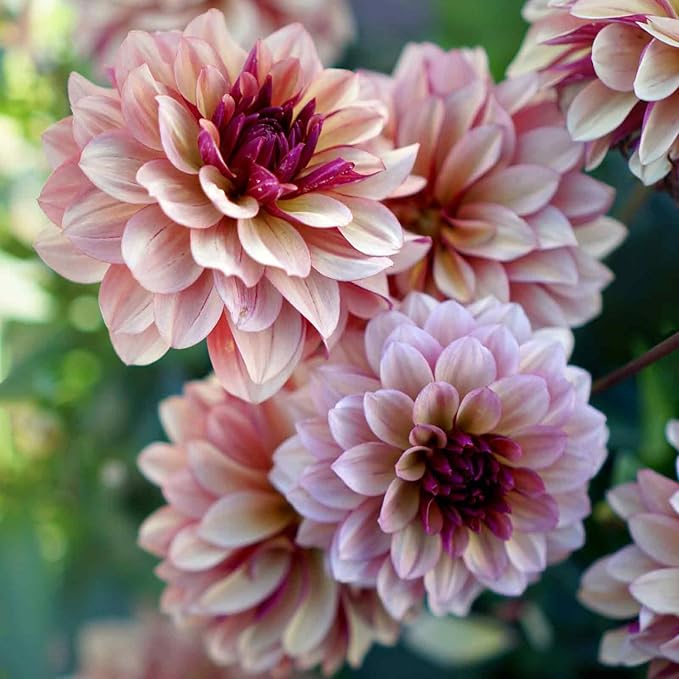 Eden Brothers Dahlia Bulbs (Decorative) - Creme de Cognac, Non-GMO Bulbs for Planting, 4 Bulbs | Low-Maintenance Flower Bulbs, Plant During Spring, Zones 8, 9, 10, 11
