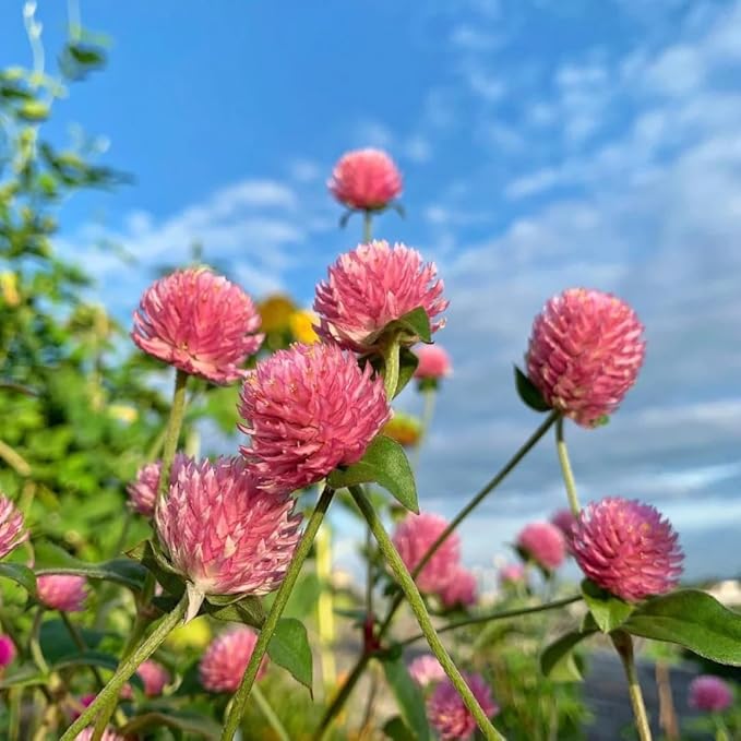 Mixrug Mix Globe Amaranth Flower Seeds for Planting, 300pcs Rare Perennial Globe Amaranth Flower Seeds Non-GMO Heirloom Plants, Open Pollinated Beauty Flowers Home Garden for Outdoors
