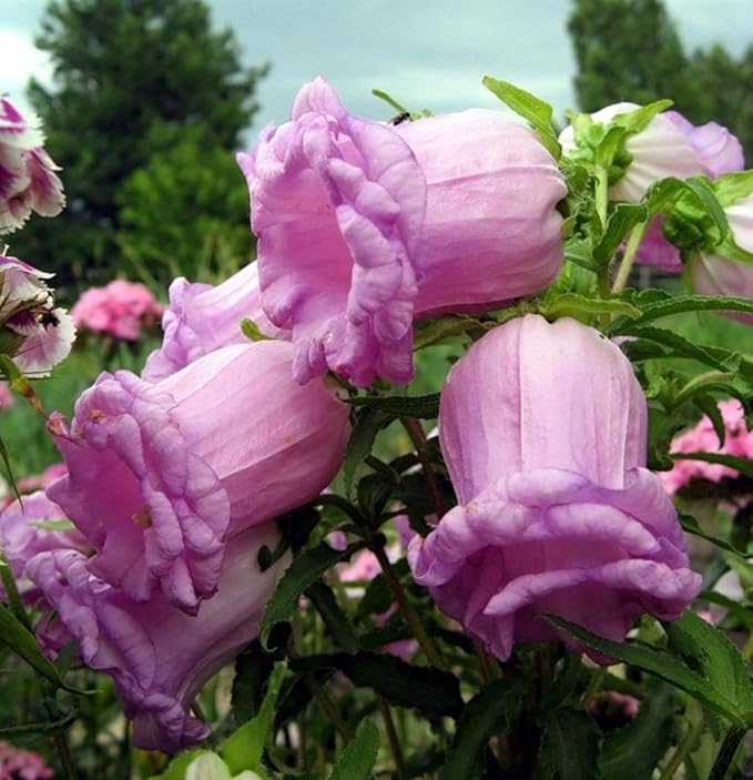 NIKA SEEDS - Seeds Flowers Canterbury Bells Double Mix (Cups and Saucers) Biennial - 500 Seeds
