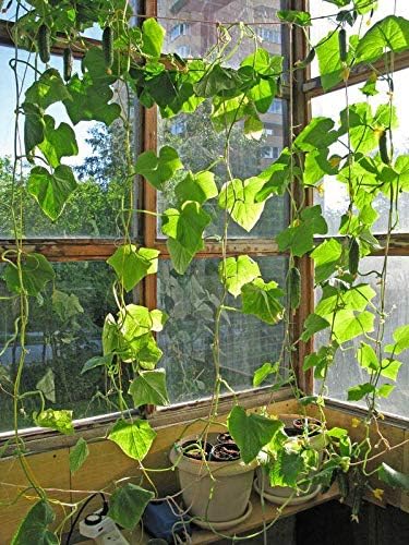 KIRA SEEDS - Seeds Indoor Cucumber F1 - Self-Pollinated - Heirloom Vegetable - GMO Free