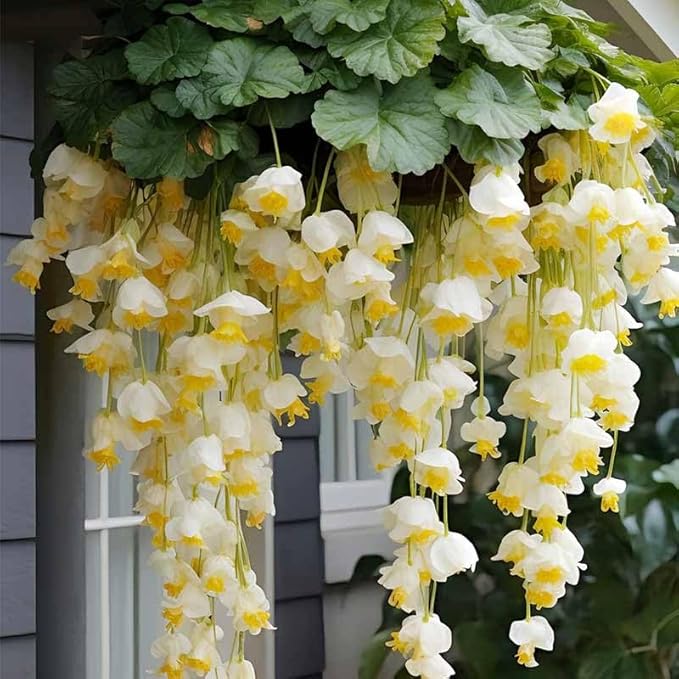 310+ Mix Hanging crabapple Hosta Flower Seeds for Planting-Climbing Vines-Non-GMO Heirloom Plant Seeds Garden Outdoor