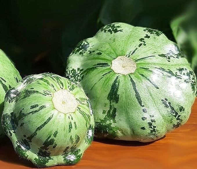 SeedsUP - 30+ Seeds Patty Pan Squash - Vegetable Green