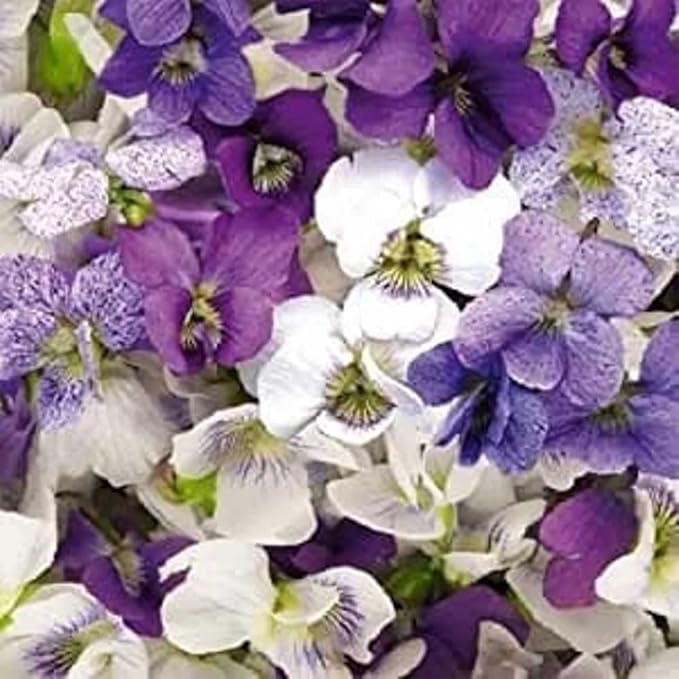 Outsidepride Sorority Sisters Viola Pansy Seeds for Planting - 100 Pcs. Perennial, Spreading, Cold-Hardy & Pollinator Friendly Flowers with Fragrant Blooms for Garden Beds & Container Displays