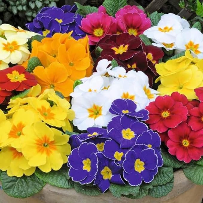 Primrose Garden Mix Seeds – Perennial Flower (Primula spp.) | Early Spring Blooms, Vibrant Color Variety for Shade Gardens