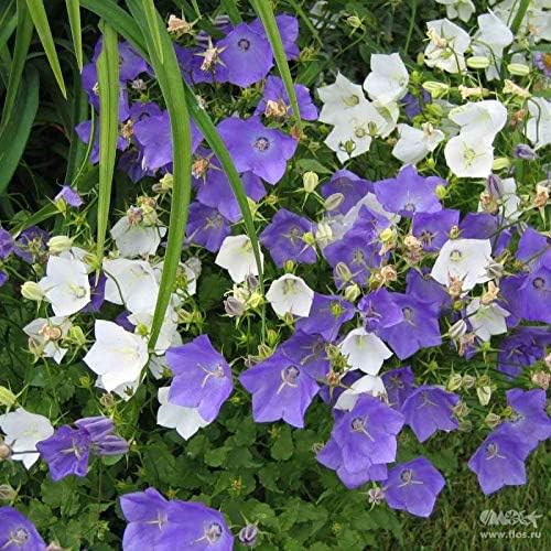 Tussock Bellflower Seed Mix Blue and White 1000 Seeds for Planting Campanula Carpatica Non-GMO with Growing Instructions