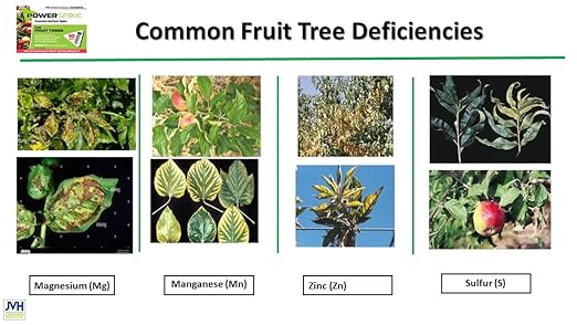 for Fruit Trees. Essential Nutrient Spike formulated to Feed All Types of Fruit Trees (Apple, Peach, Orange, Lemon, Lime, etc.) and Address Common Deficiencies (10 Spikes - 3.2 Lbs)