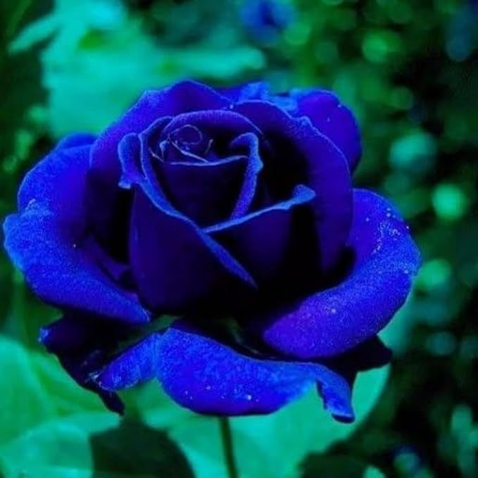 400+ Rose Seeds for Planting Flower Perennial Rare Rose Seeds Non-GMO Heirloom Flower Garden Home Great Gardening Gifts