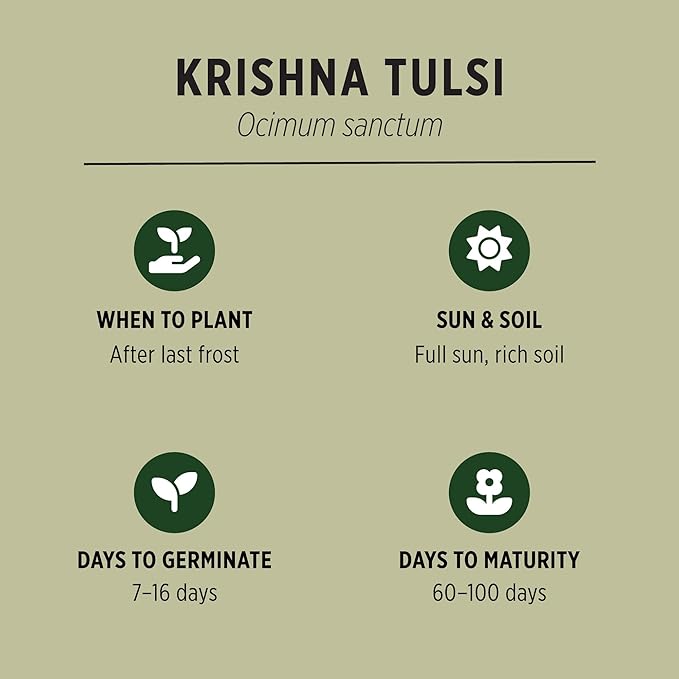 Banyan Botanicals Organic Krishna Tulsi Seeds – Ocimum Sanctum – Holy Basil Tulsi Seeds to Grow Ornamentally & for Herbal Use – 50 Count – Open Pollinated Non-GMO Easy to Grow