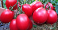 NIKA SEEDS - Seeds Vegetable Pink De Barao Tomato - 30 Seeds