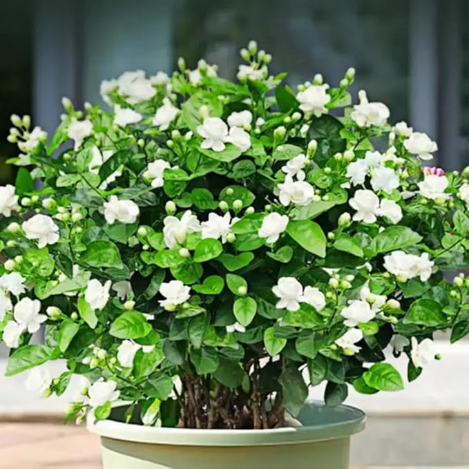 100PCS Jasmine Vine Seeds for Planting – Highly Fragrant Sweet-Scented Flower, Fast-Growing Hardy Perennial, Heat & Drought Tolerant, Attracts Butterflies, Ideal for Outdoor Garden Deco Gift