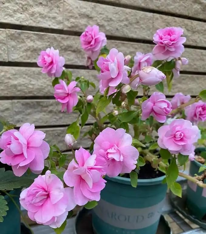 100+ Camelia Flowered Mix Impatiens Seeds Impatiens Balsamina Flowers Garden Planting
