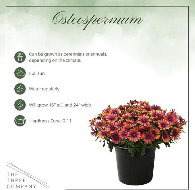 Live Flowering Osteospermum Plant - Copper Amethyst (2 Plants Per Pack), Beautiful African Daisies, Early Spring Color, 12" Tall by 5" Wide in 1 Qt Pot