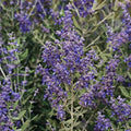 Park Seed Sage Herb Plant Seeds, Easy to Grow, Variety of Colors, Spring Garden, Blue Steel Russian, Pack of 10