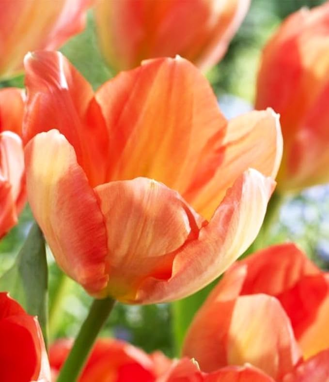 Tulipa Fringed Mixture Tulip Bulbs Size 11/12 for Planting - Plant in Fall, Winter or Early Spring (Apricot Emperor, 15, Count)