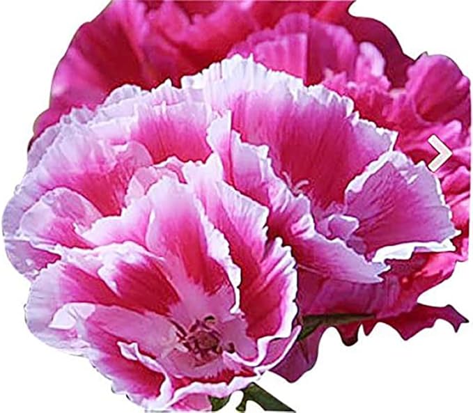 Godetia, Farewell to Spring Wildflowers - !0,000 Seeds