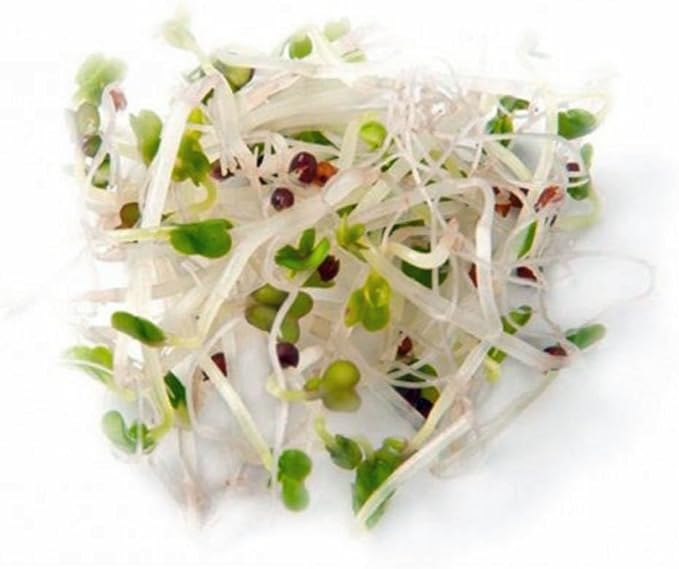 COOL BEANS n SPROUTS Brand, Broccoli Seeds for Sprouting Microgreens,1 Pound, A superfood Packed with antioxidants and Health-Promoting nutrients. A Small Town Family Run USA Business.Thank You !
