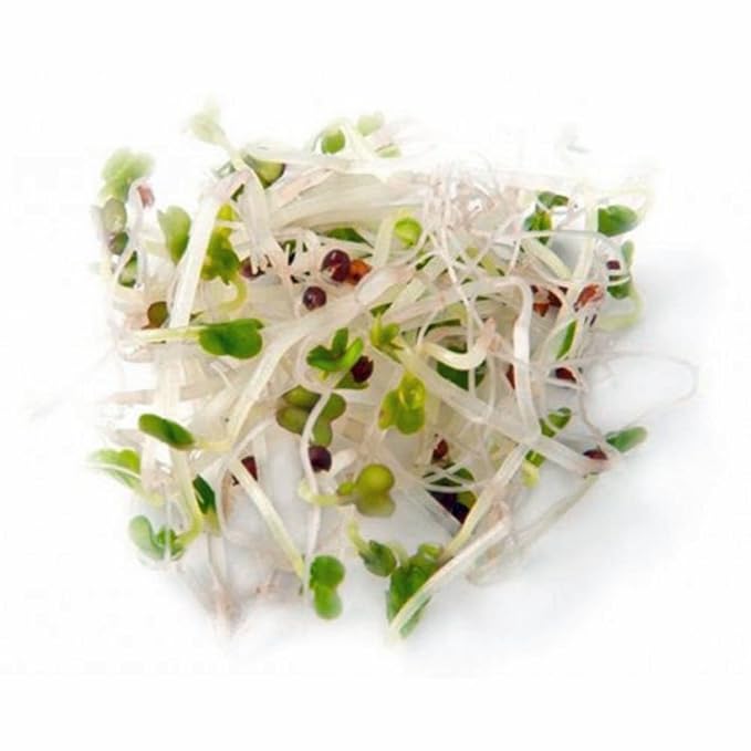 Broccoli Seeds for Sprouting Microgreens, 8 oz Bag,A superfood packed with antioxidants and health-promoting nutrients. "COOL BEANS n SPROUTS" Brand A small town family run USA business.Thank you !