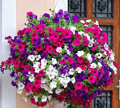 500+ Seeds Petunia Unicum Rainbow Cascade - Flower Mix