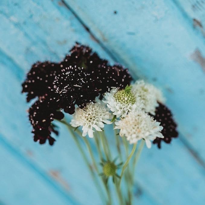 Pincushion Flower Imperial Mix - 250 Seeds - Scabiosa Flowers, Great for Cutting Gardens and Arrangements, Non-GMO Pincushion Flower Seeds for Planting in The Home Garden, Thresh Seed Company
