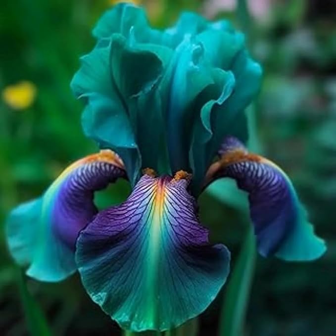 300+ Rare Iris Seeds for Planting - Mixed Iris Flower Seeds Exotic Perennial Flower Non-GMO Heirloom Garden Outdoor