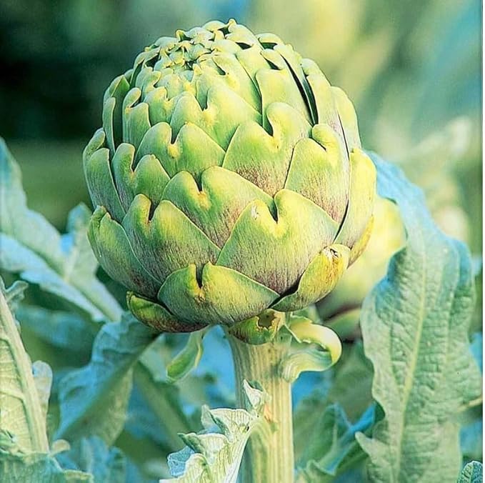 60 Green Globe Artichoke Seeds | Cynara Scolymus Italian Artichokes Perennial Cardoon Flower Vegetable Seed