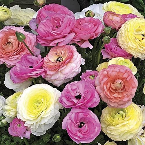 Park Seed Maché Pastel Mix Ranunculus Seeds – Romantic Cup-Shaped Blooms in Soft Shades, Ideal for Cutting Gardens & Bouquets, Non-GMO, Pack of 15 Seeds